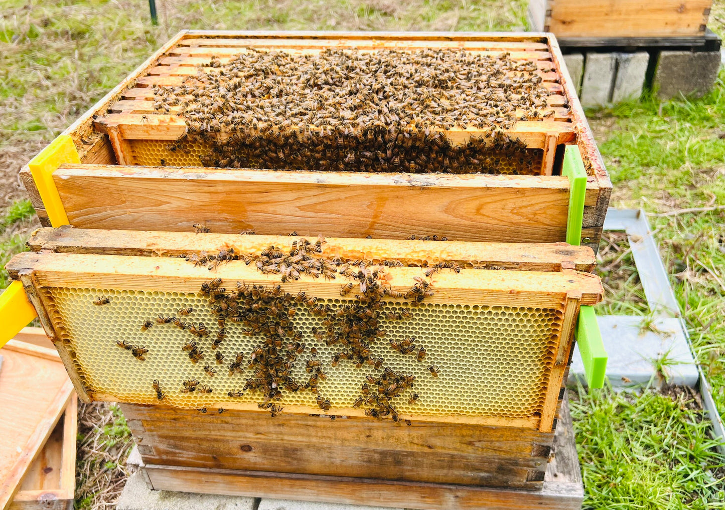 Honey Bee Hive Tool - Frame Hanger Set of 2 - Many Colors Available - Apiary Bee Yard Tested - 10 frame, 8 frame compatible