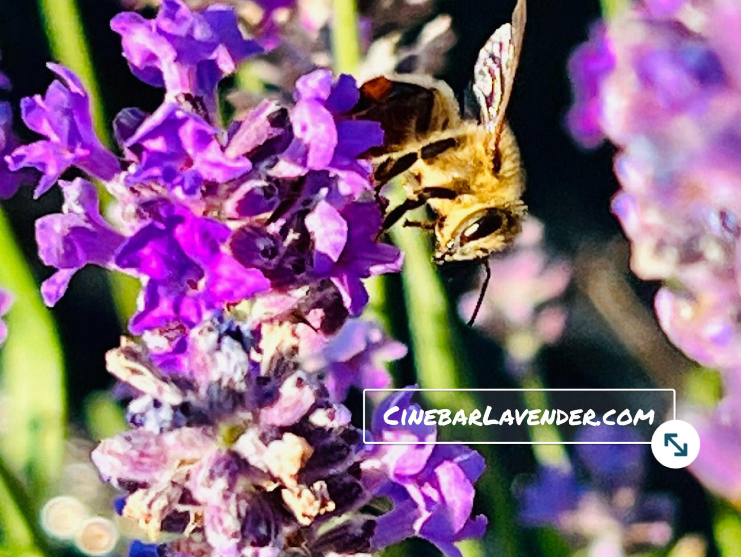 Washington Lavender Farm Fresh -100% Pure Raw Honey - Two Sizes - Local Bees, Local Honey