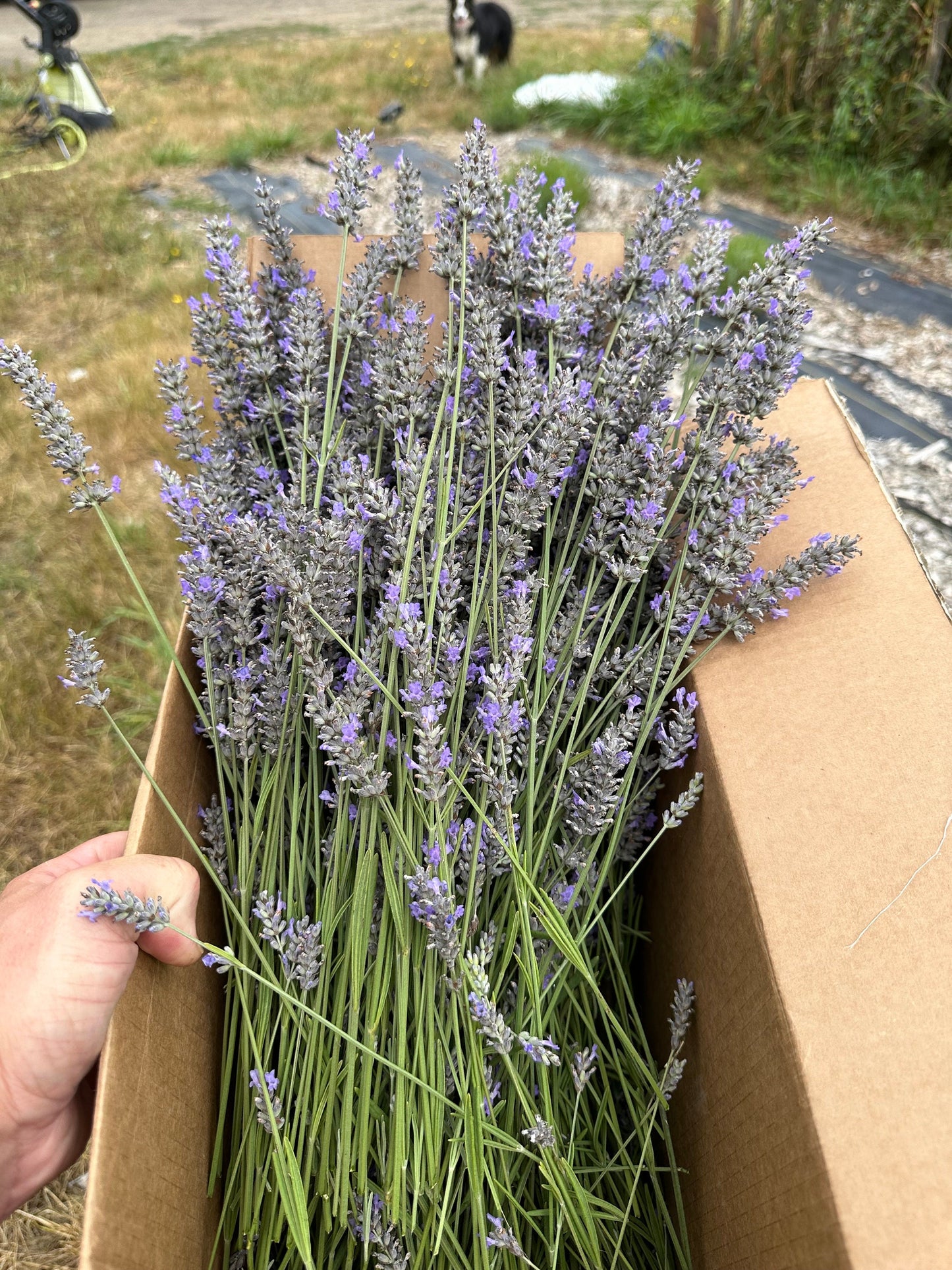 Lavender Hydrosol Spray - Pure Distillate Aerosol Bottle - Linen Spray, Deodorizer, Aromatherapy - 5 Oz 120ml