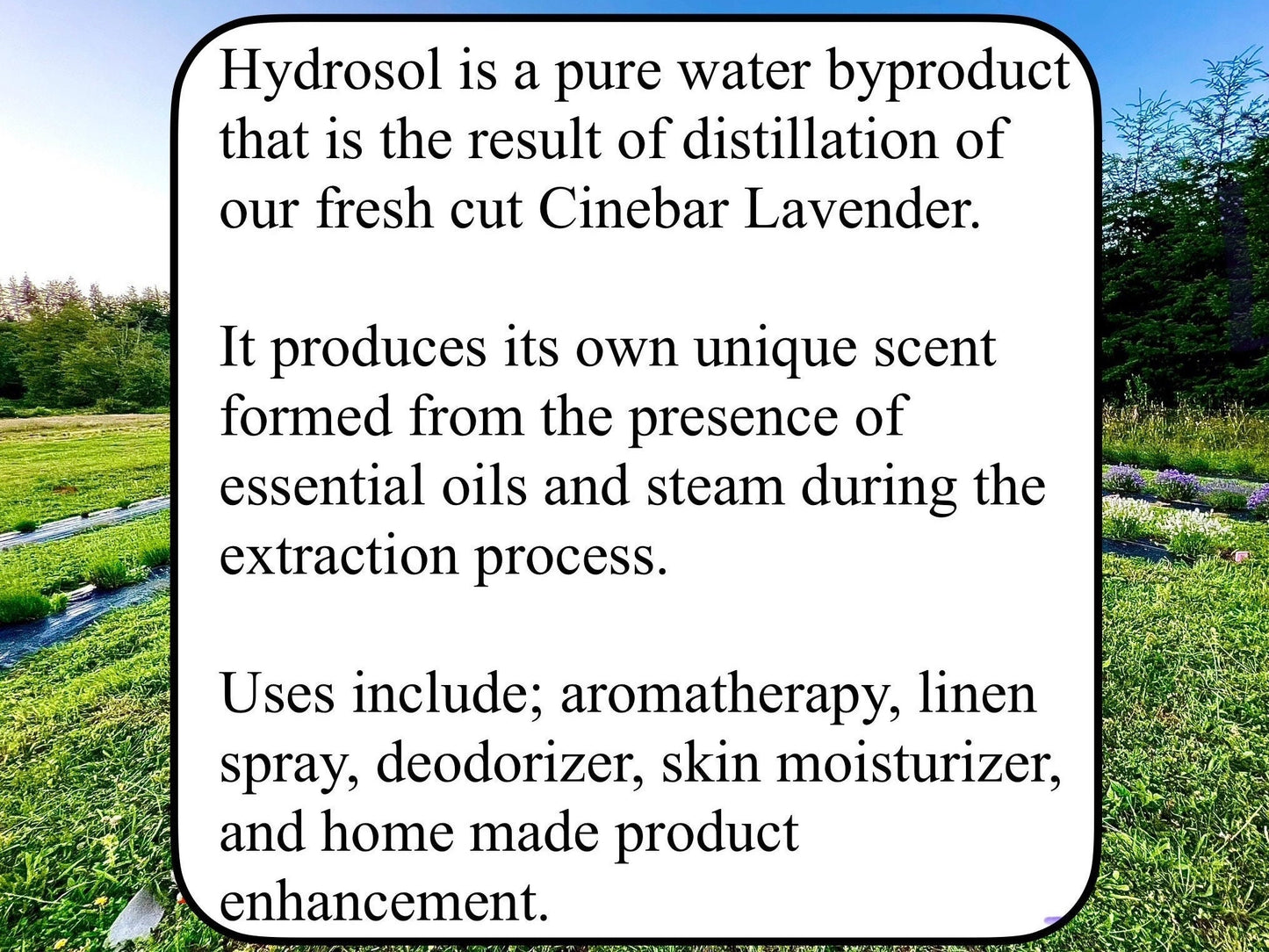 Lavender Hydrosol Spray - Pure Distillate Aerosol Bottle - Linen Spray, Deodorizer, Aromatherapy - 5 Oz 120ml